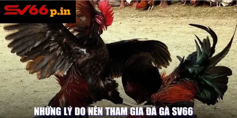 Lý do nên tham gia đá gà SV66