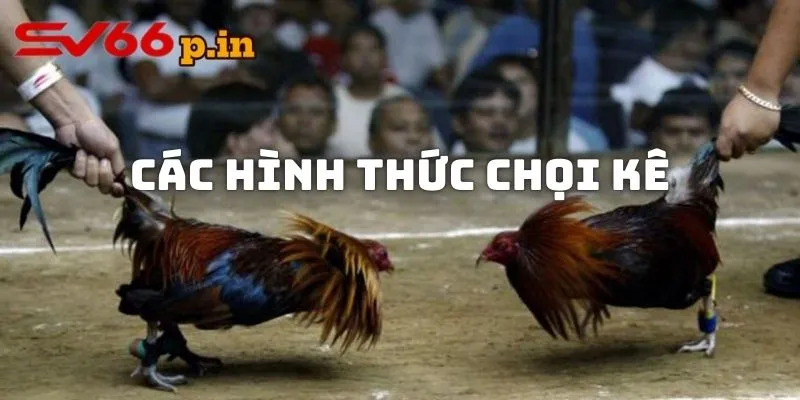 Các hình thức chọi kê phổ biến nhất và mới nhất hiện nay