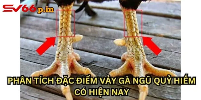 Đặc điểm giúp các sư kể dễ nhận dạng vảy gà ngũ quỷ