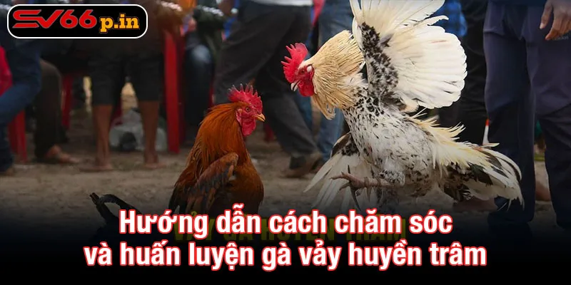 Hướng dẫn cách chăm sóc và huấn luyện gà vảy huyền trâm